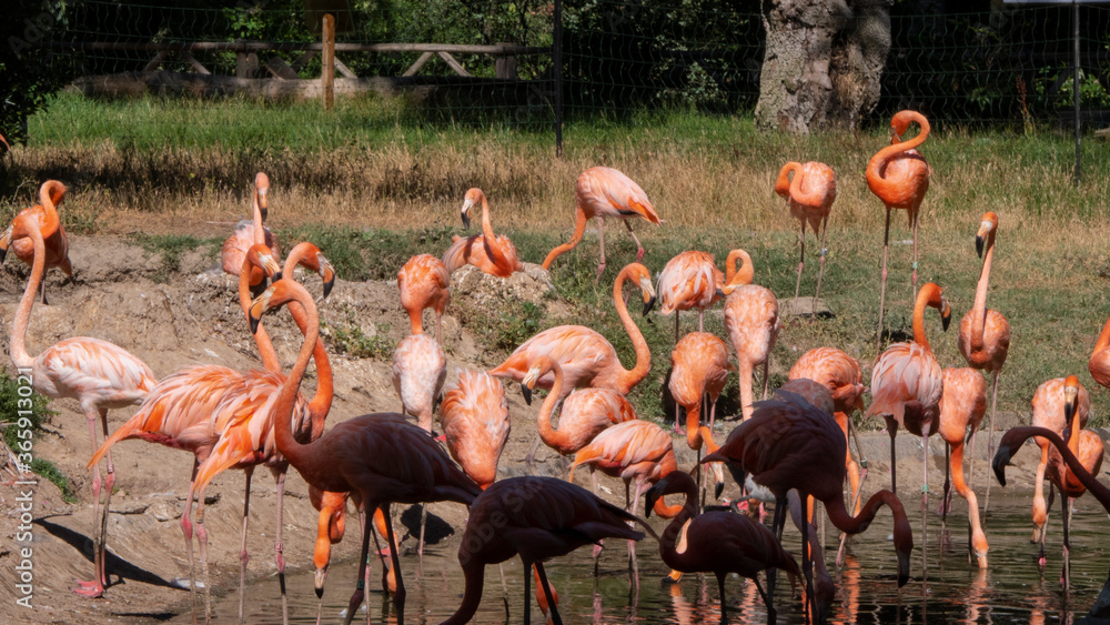 Obraz premium different shots of beautiful and colorful flamingos