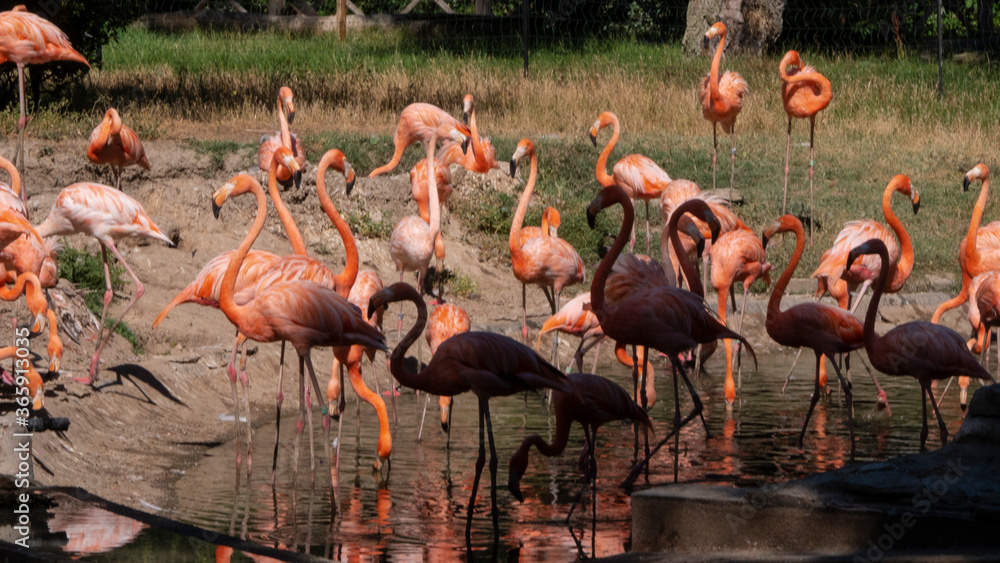 Naklejka premium different shots of beautiful and colorful flamingos