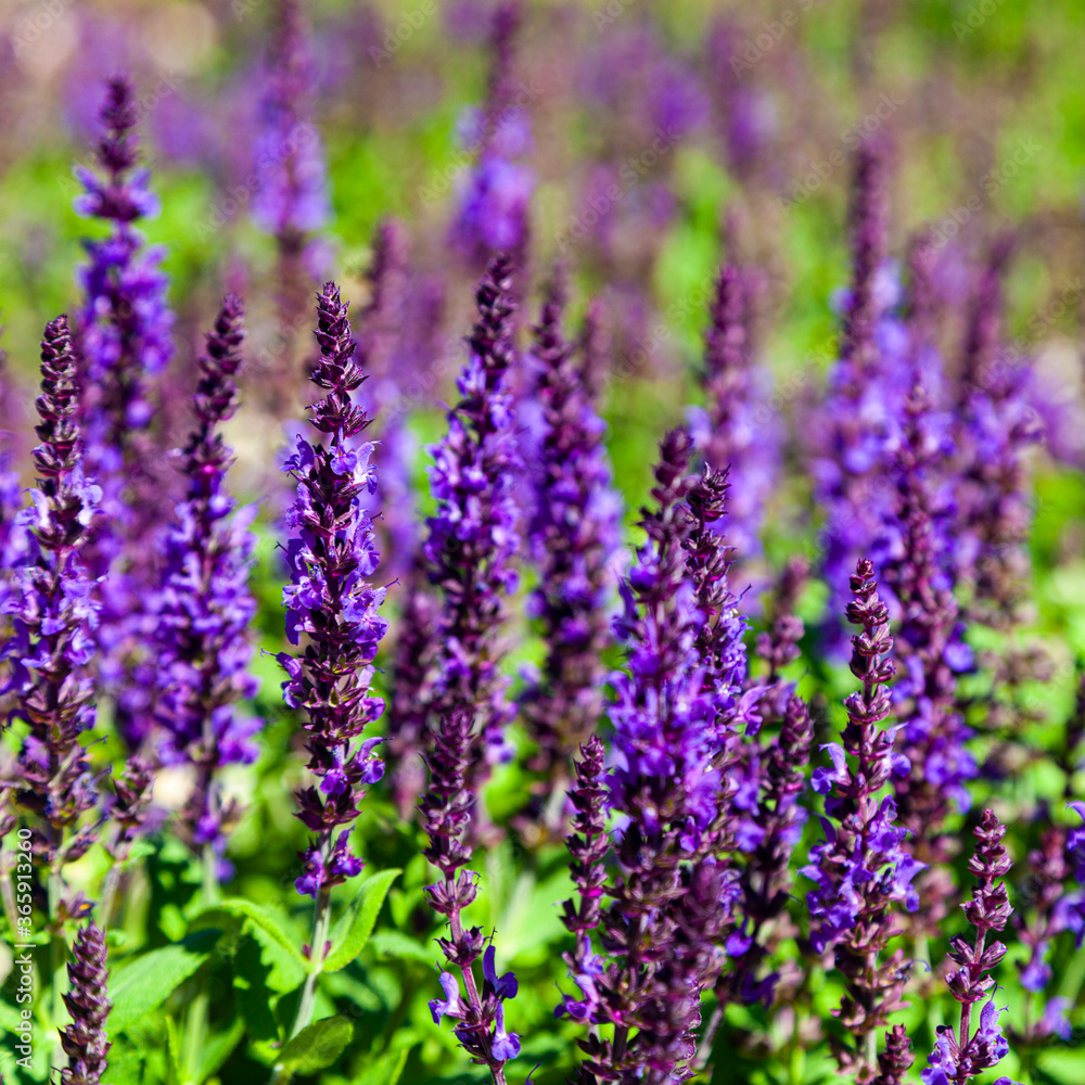 Beautiful lilac lavender flowers close-up. Beautiful lilac lavender flowers close-up.