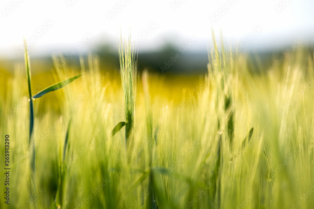 Close up detail of green wheat heads growing in agricultural field in spring.