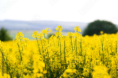 Close up detail of blooming yellow rapeseed plants in agricultural farm field in spring.
