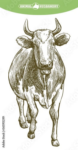 breeding cow. animal husbandry. livestock illustration on a white