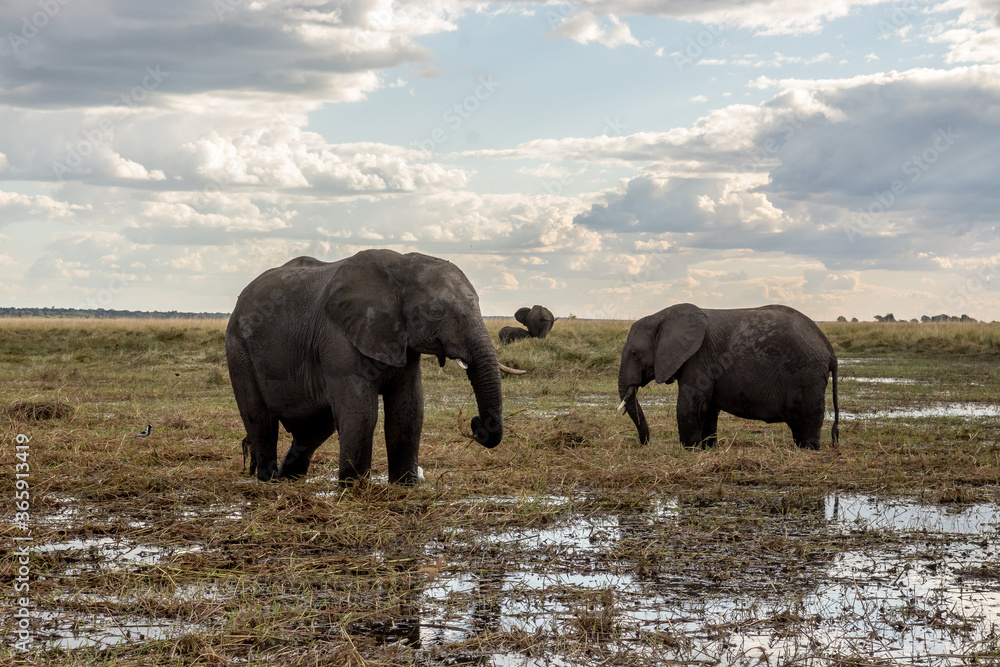 Fototapeta premium Chobe National Park, Botswana