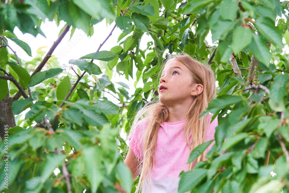 Child girl climbing a tree and tearing cherries in summer Child girl climbing a tree and tearing cherries in summer