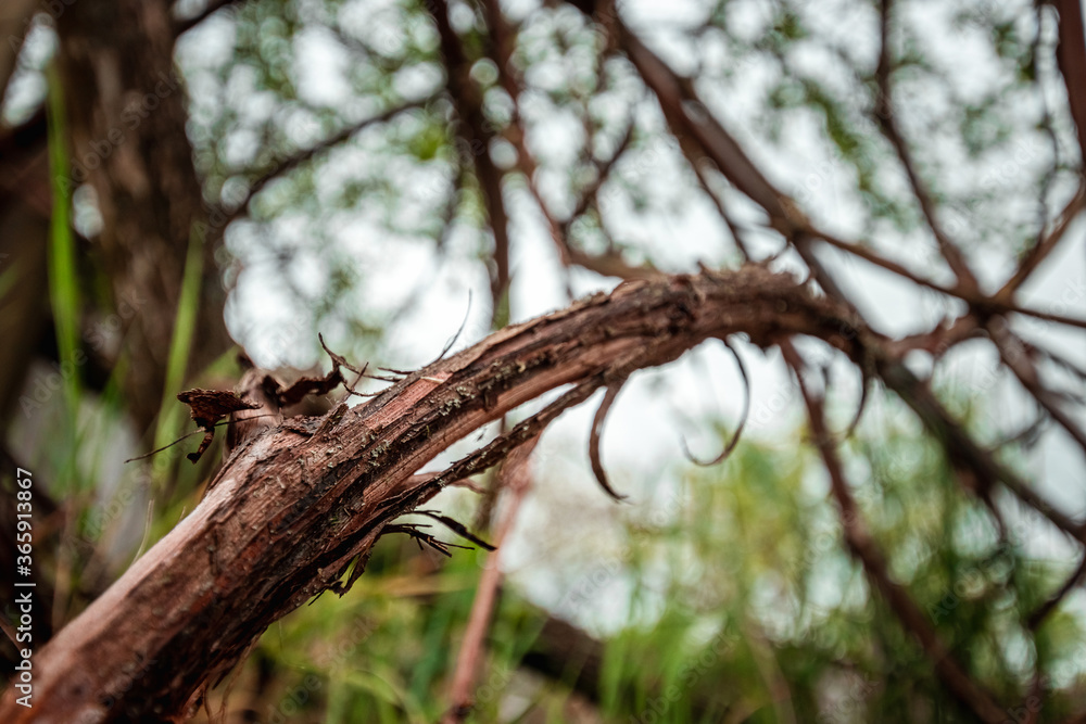 Obraz premium Tree roots on plant background