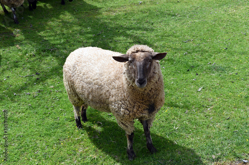 Large sheep isolated side view