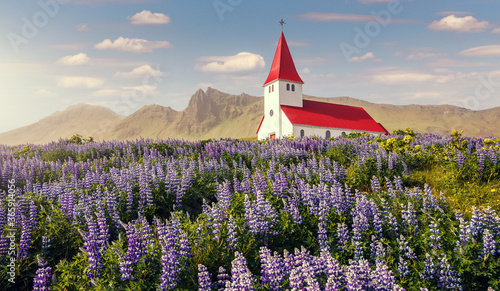 Wonderful sunny day of Iceland. Amazing summer image of small church and field of blooming lupine flowers on foreground. Iconic location for landscape photographers and travellers. Vik. Myrdal Church