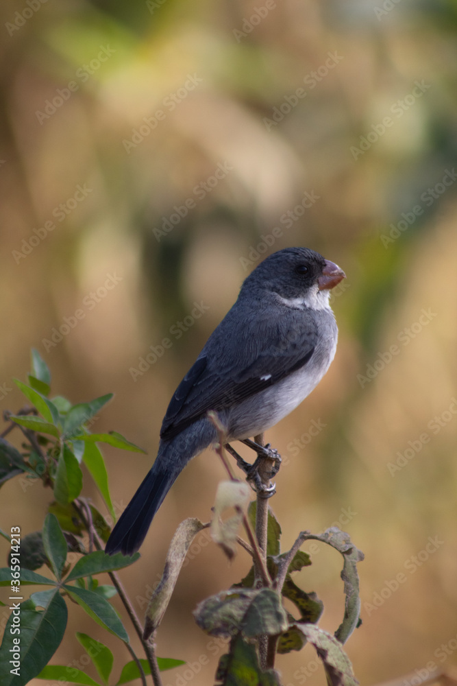Obraz premium blackbird on a branch