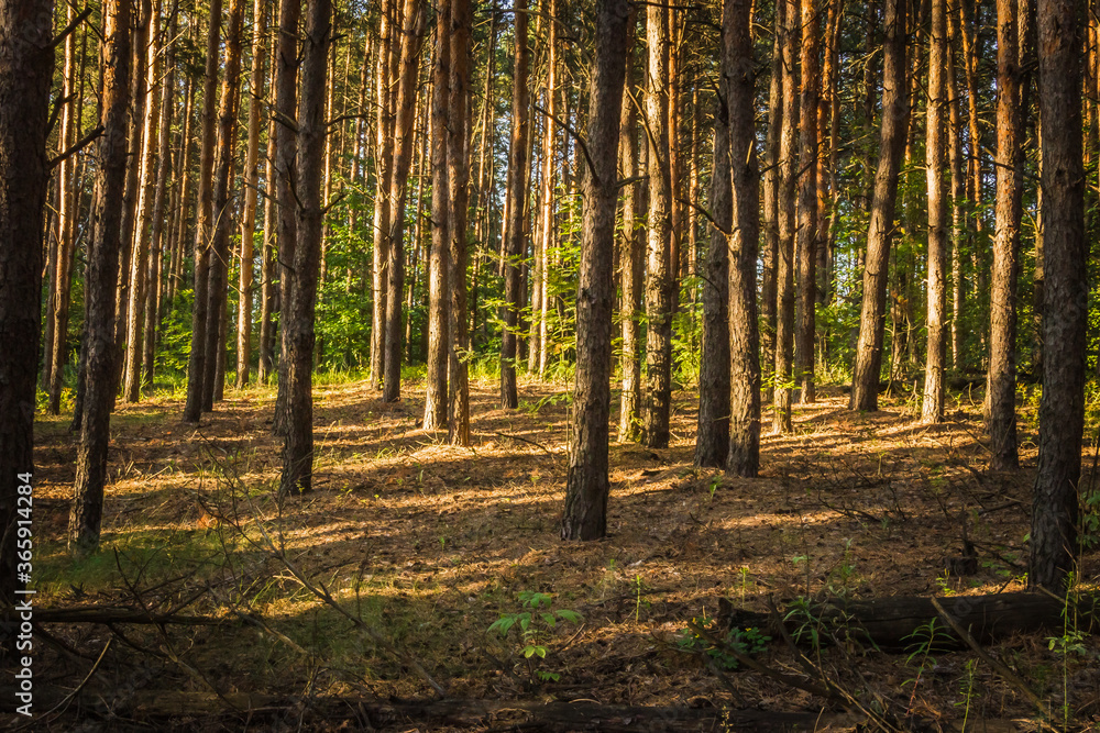 Fototapeta premium forest landscape. the pine forest in Sunny day