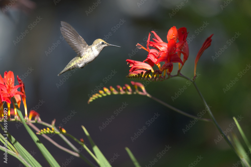 Fototapeta premium 850_5913