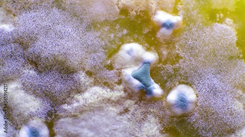 Experiments on the development of GMO bacteria decomposing plastic. Biodegradation  process  microbial organisms   bacteria and fungi  transform or alter  through  enzymatic action 