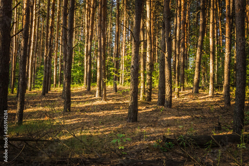 forest landscape. the pine forest in Sunny day