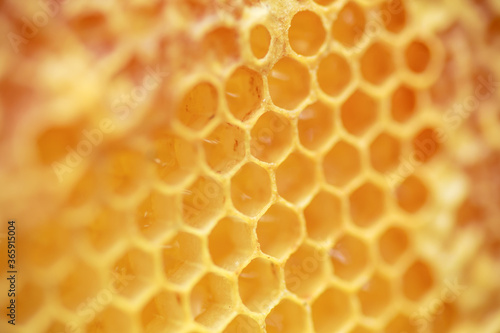yellow sealed cells on the frame. Honey frame with mature honey. Wooden small frame with honeycombs full of acacia honey.