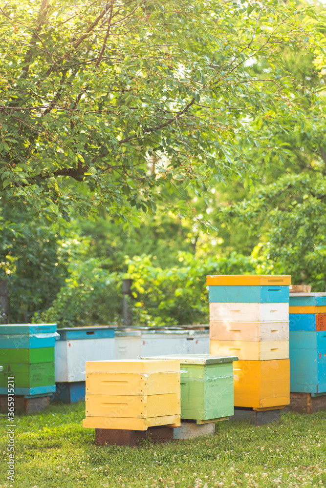 Beautiful wooden hives on apiary in summer in cherry orchard Beautiful wooden hives on apiary in summer in cherry orchard