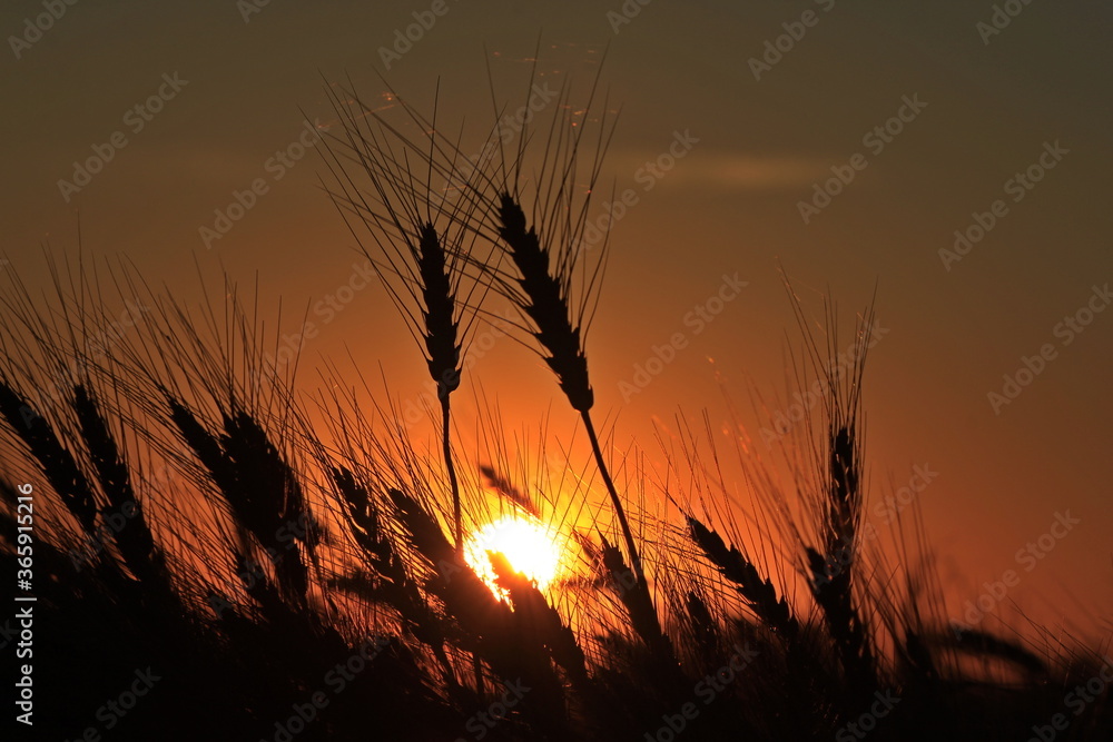 wheat field at sunset with silhouette's of Wheat.