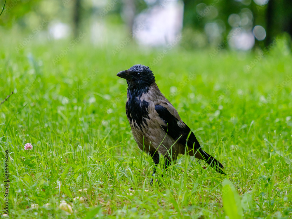 Selective focus on a gray raven holding corn sticks in its beak. Golden crispy airy treat for a wild bird. Corn sticks are scattered in the grass. Coopy space. Selective focus on a gray raven holding corn sticks in its beak. Golden crispy airy treat for a wild bird. Corn sticks are scattered in the grass. Coopy space.