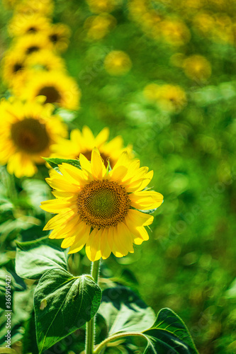 Fototapeta Naklejka Na Ścianę i Meble -  
Sunflowers close up. Selective focus. A field with sunflowers. Sunflower harvest