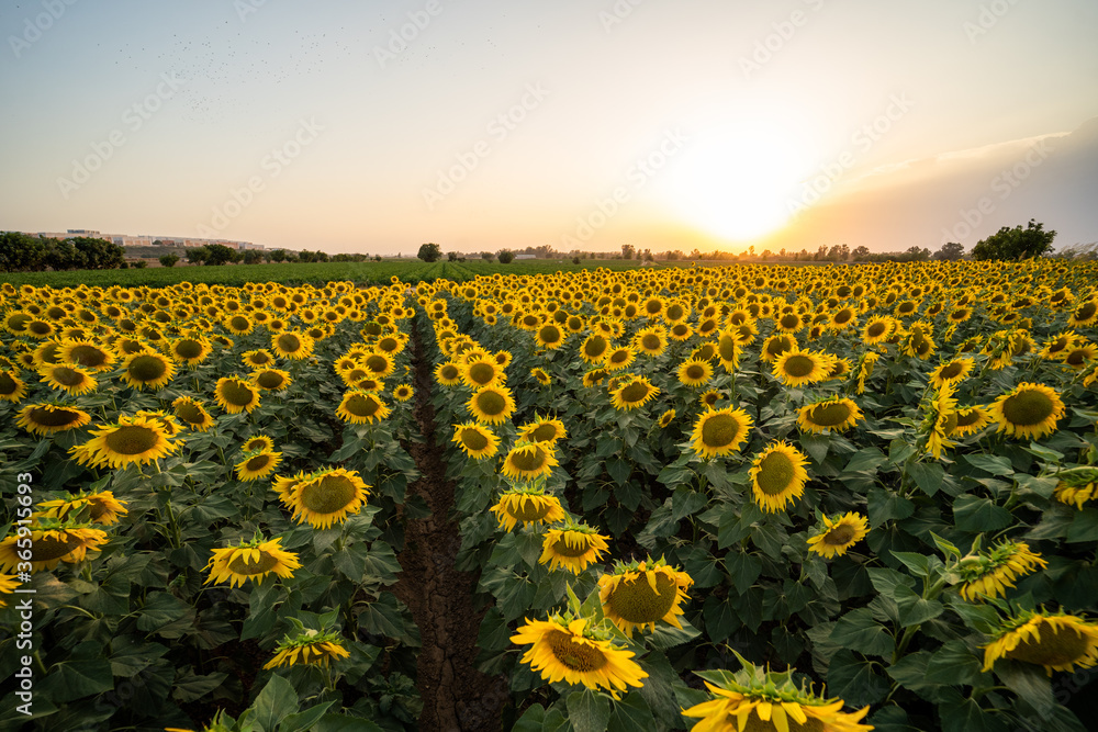 Campo de cultivo de girasoles al atardecer en verano