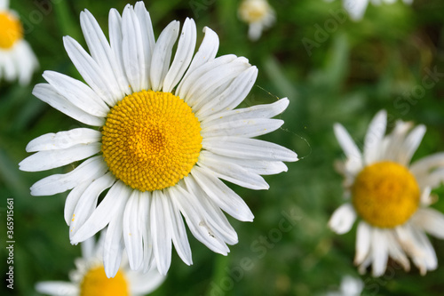 Camomile close-up on a blurry background  summer photo