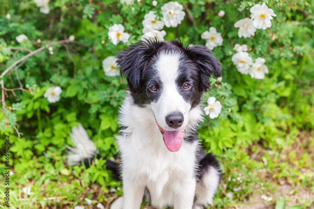 Outdoor portrait of cute smilling puppy border collie sitting on park or garden flower background. New lovely member of family little dog on a walk. Pet care and funny animals life concept. Outdoor portrait of cute smilling puppy border collie sitting on park or garden flower background. New lovely member of family little dog on a walk. Pet care and funny animals life concept.