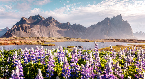 Wonderful sunny day and blooming lupine on the field. Stokksnes cape, Vestrahorn Mount, Iceland, Europe. Scenic image of gorgeous nature landscape. Iconic location for landscape photographers