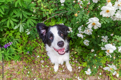 Outdoor portrait of cute smilling puppy border collie sitting on park or garden flower background. New lovely member of family little dog on a walk. Pet care and funny animals life concept.