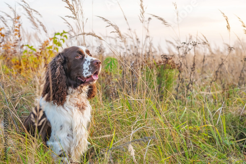 Fotografie The gun dog sits in the wild grass autumn field