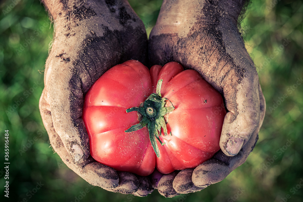 Closeup of tomato holding by dirty hands - obrazy, fototapety, plakaty 