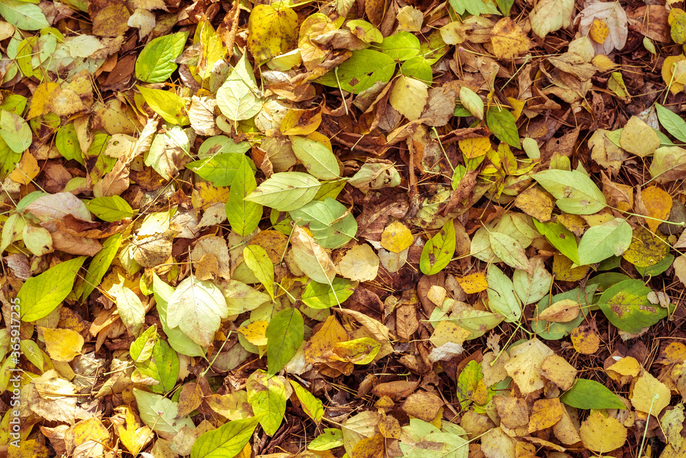 Natural texture of yellow autumn fallen leaves. Natural texture of yellow autumn fallen leaves.