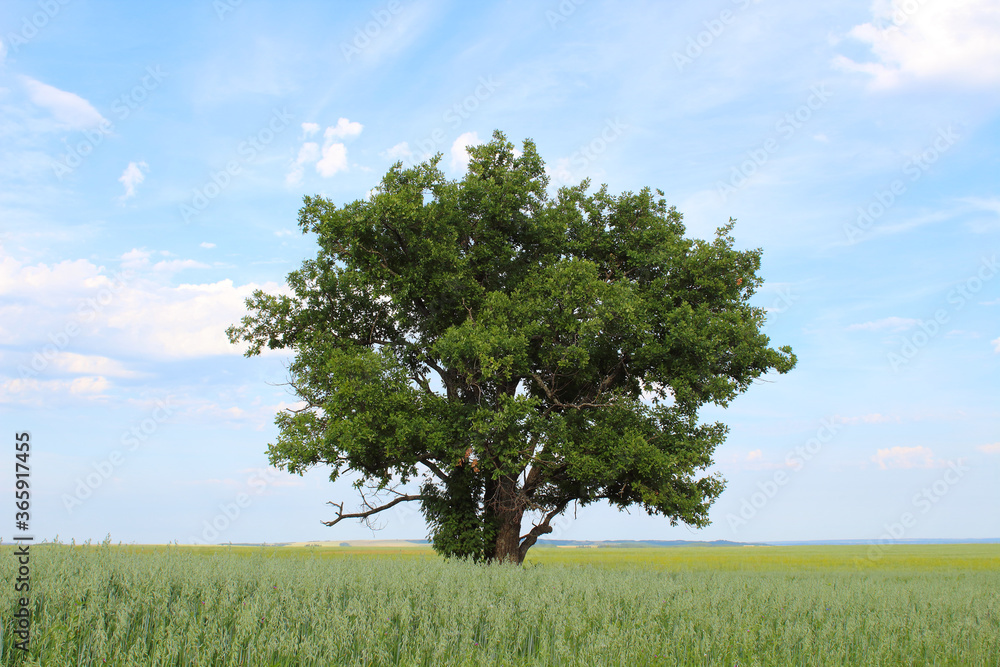 Beautiful large lonely oak tree in the field. Close-up. Background. Landscape. Beautiful large lonely oak tree in the field. Close-up. Background. Landscape.