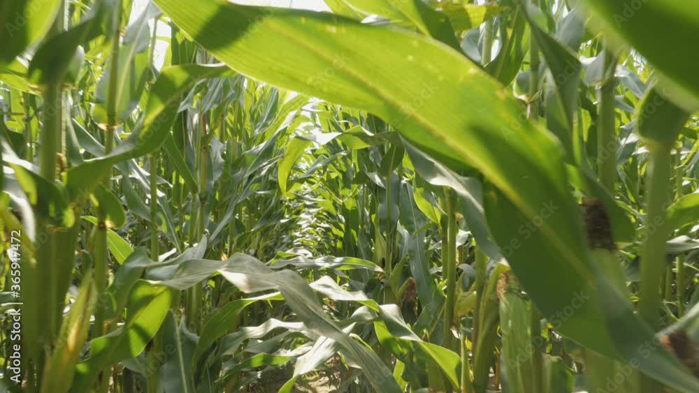 Corn Field Blowing by the Wind. Slow Motion. First-person Camera Movement Through a Corn Field. Point of View. POV. Sunbeam Through the Leaves. Ray Sunlight. Corn Field Blowing by the Wind. Slow Motion. First-person Camera Movement Through a Corn Field. Point of View. POV. Sunbeam Through the Leaves. Ray Sunlight.
