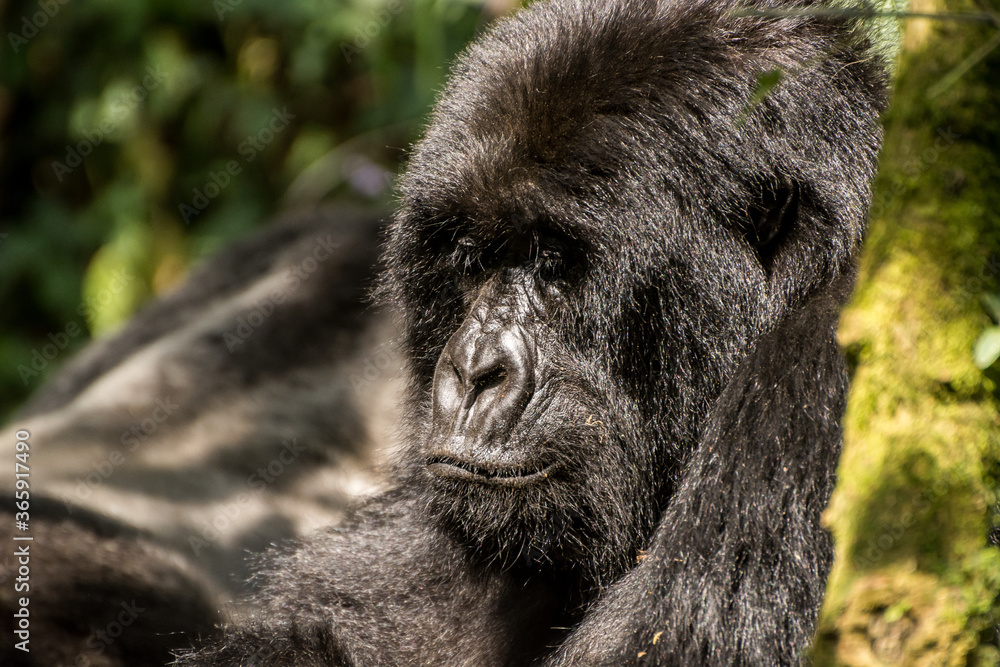 Gorillas in Virunga National Park, R.D. Congo Gorillas in Virunga National Park, R.D. Congo