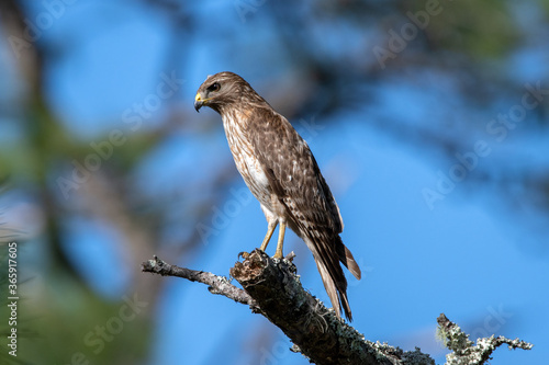 A red shouldered hawk perched in a tree while hunting photo