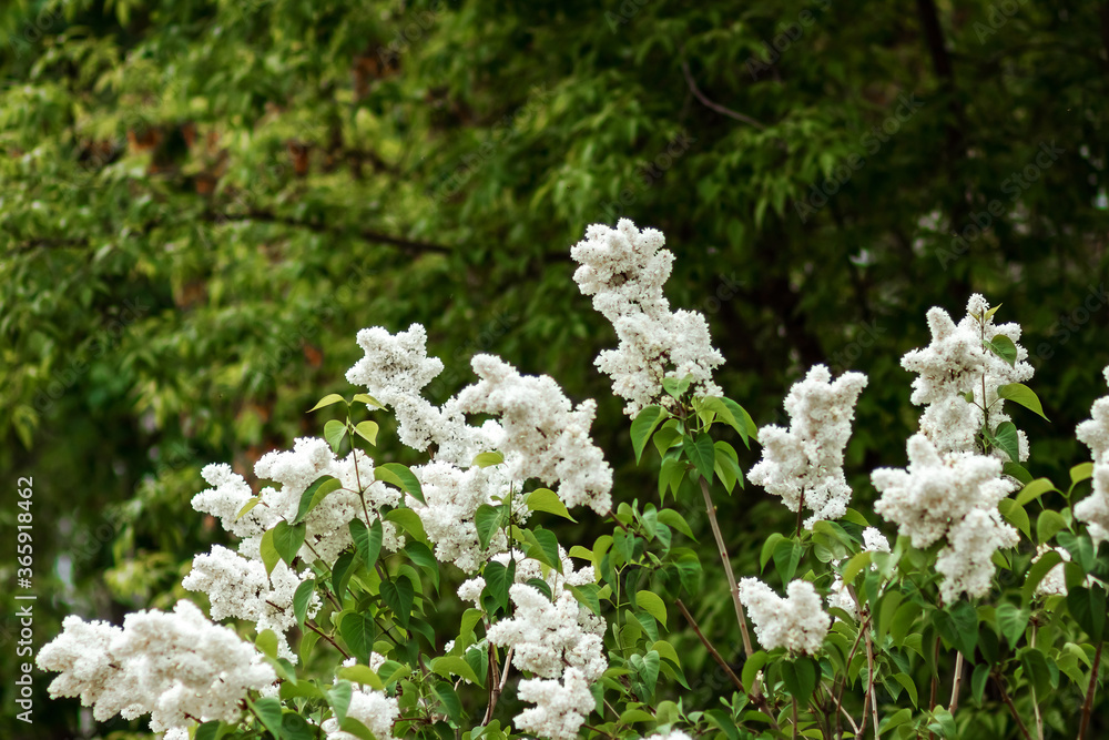 white flowers on a tree branch, leaves and lilacs on a green background. white flowers on a tree branch, leaves and lilacs on a green background.