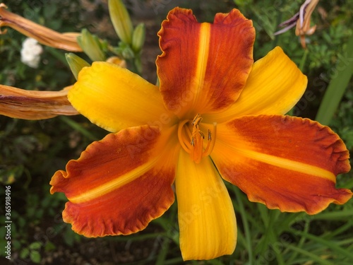 Closeup of yellow-orange flower on green bush