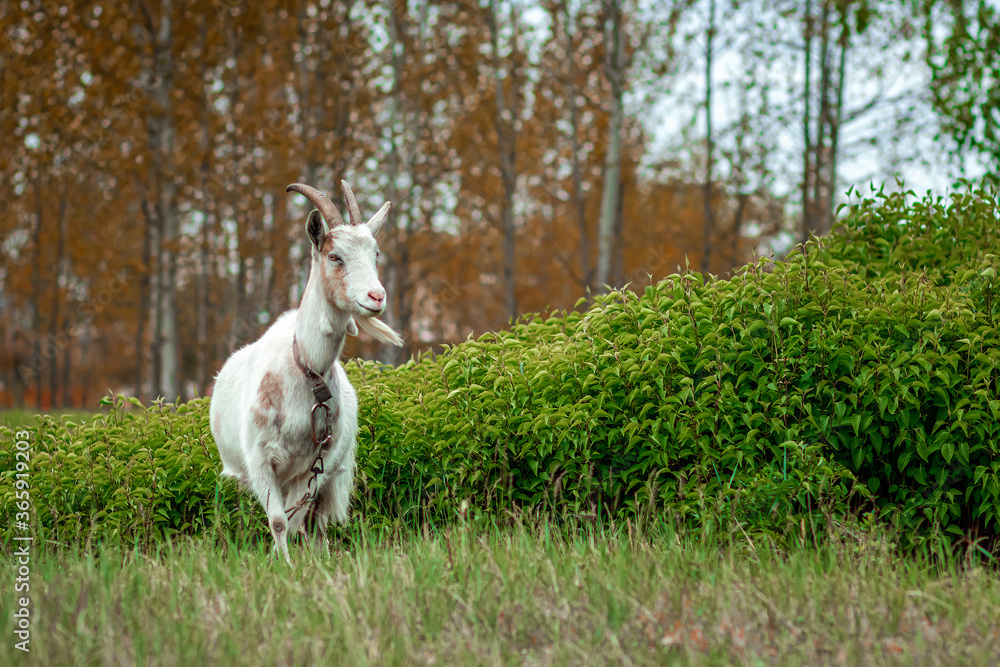 White goat in the meadow, against the backdrop of vegetation. Copy space. White goat in the meadow, against the backdrop of vegetation. Copy space.