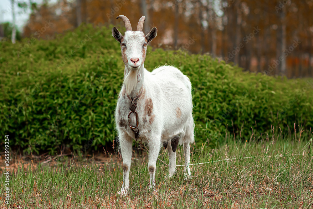 White goat in the meadow, against the backdrop of vegetation. Copy space. White goat in the meadow, against the backdrop of vegetation. Copy space.