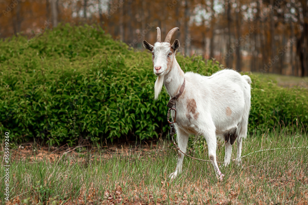 White goat in the meadow, against the backdrop of vegetation. Copy space. White goat in the meadow, against the backdrop of vegetation. Copy space.