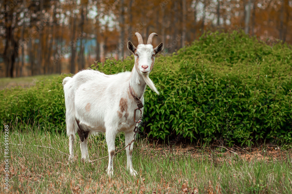 White goat in the meadow, against the backdrop of vegetation. Copy space. White goat in the meadow, against the backdrop of vegetation. Copy space.