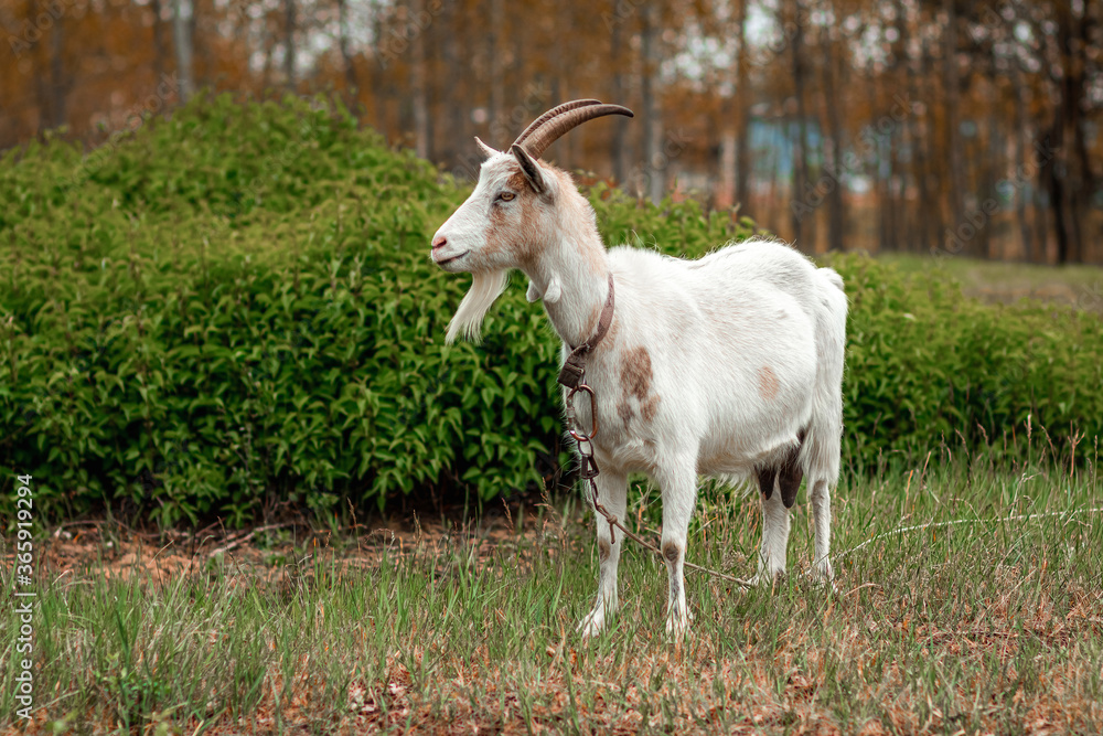 White goat in the meadow, against the backdrop of vegetation. Copy space. White goat in the meadow, against the backdrop of vegetation. Copy space.