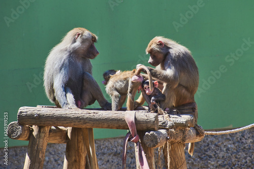 familia de monos en el zoológico photo