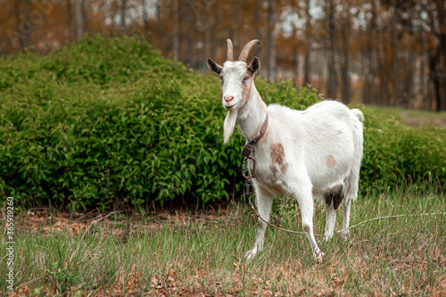 White goat in the meadow, against the backdrop of vegetation. Copy space. © Aliaksandr Marko