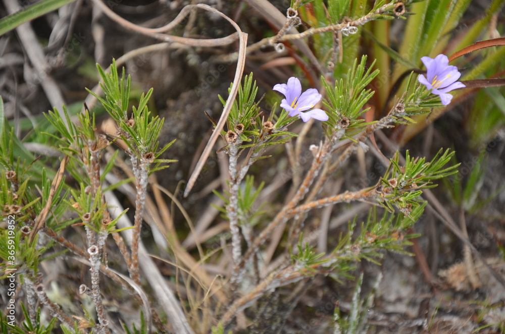 Purple flower called Canela-de-Ema (scientific name: Vellozia Squamata Pohl / family: Velloziaceae) at cerrado