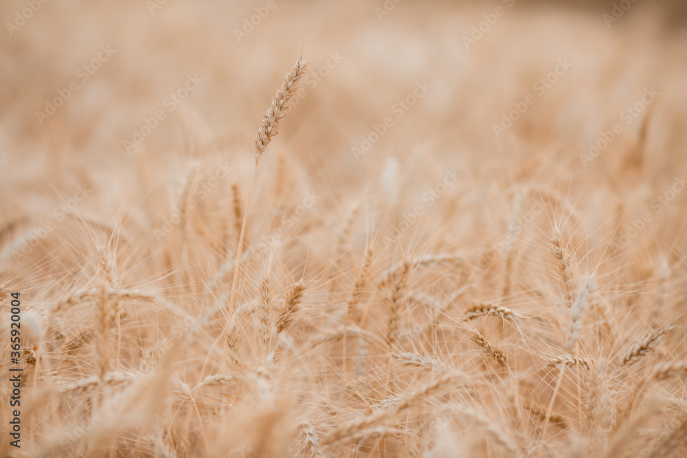 Fototapeta premium mature wheat ears in summer, close-up. Harvesting