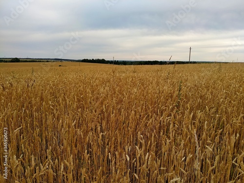 ripe yellow rye under a cloudy gray sky. 