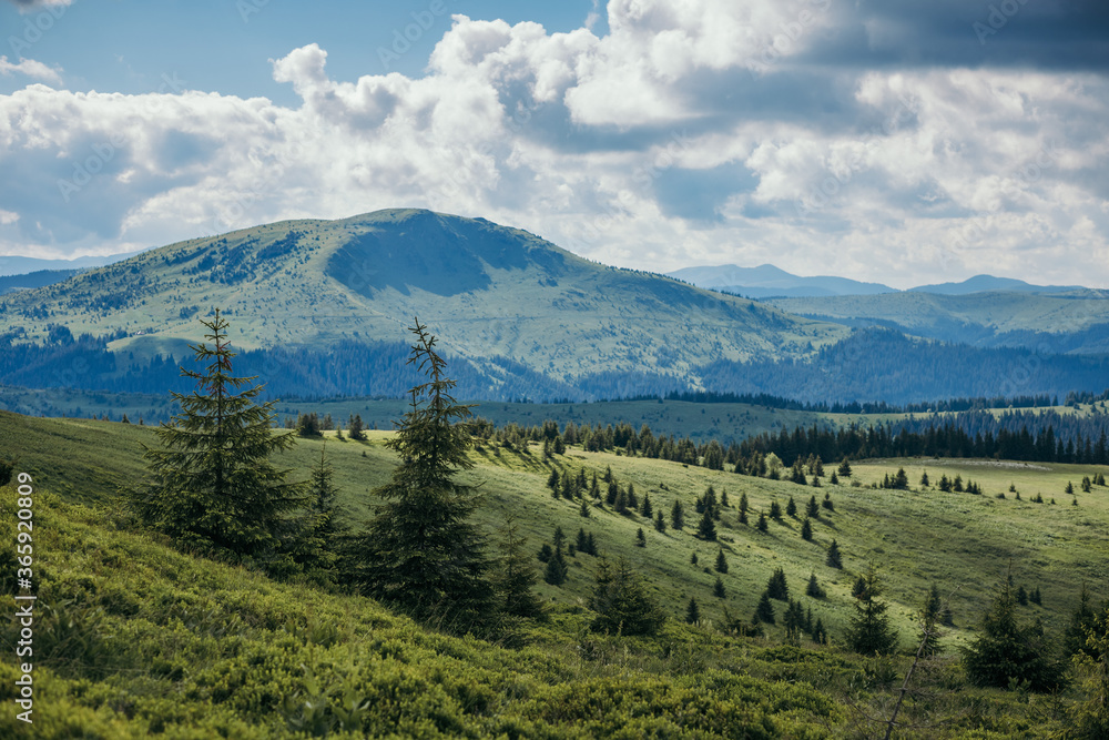 A herd of sheep grazing in a field with a mountain in the background A herd of sheep grazing in a field with a mountain in the background