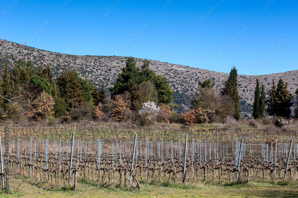 Vineyards in the mountainous, rural area in spring time (Greece)