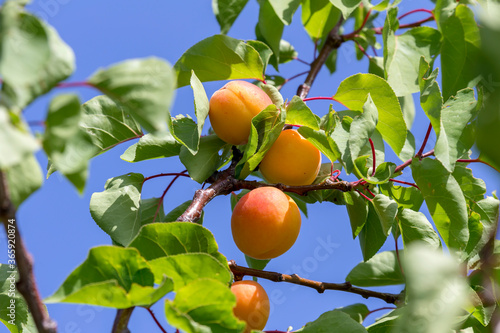 Ripening apricot hanging on a branch