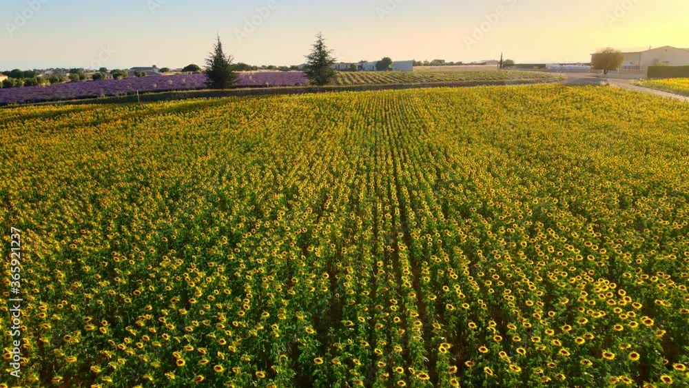 The sunflower fields in the Provence France - travel photography The sunflower fields in the Provence France - travel photography