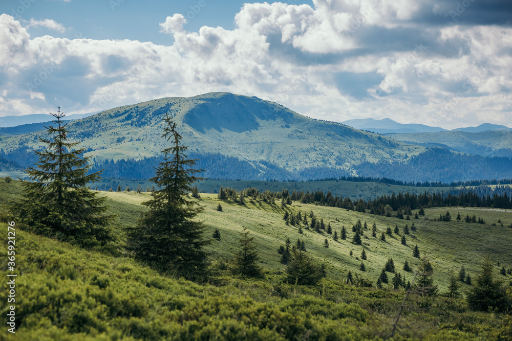 A herd of sheep grazing in a field with a mountain in the background A herd of sheep grazing in a field with a mountain in the background